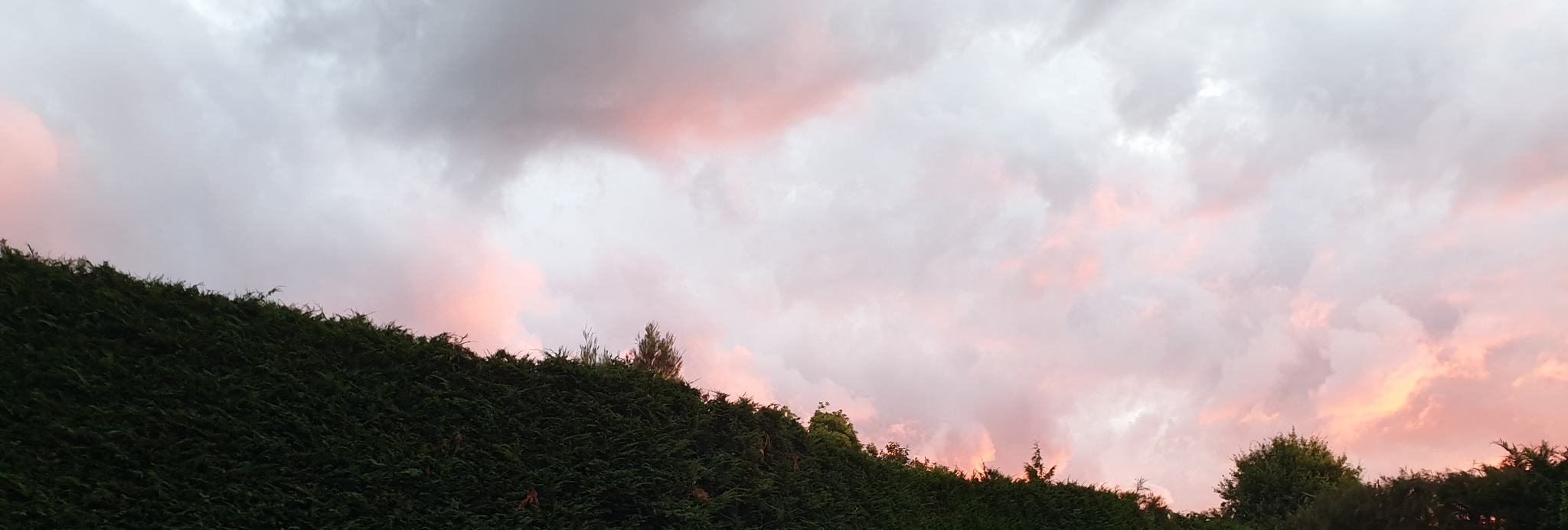 nature photo