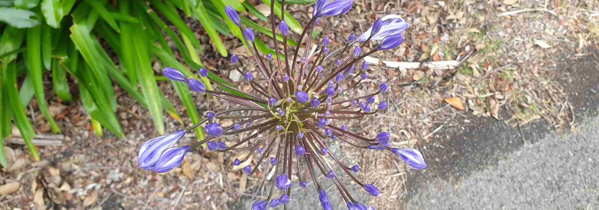 nature photo
